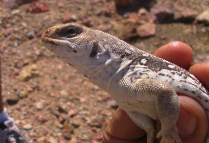 Desert Iguana